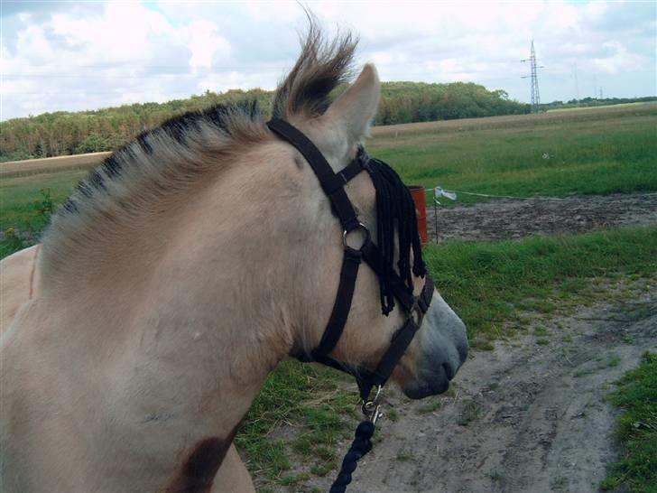 Fjordhest Bastian (KØBT) - Jeg kan høre noget! billede 3
