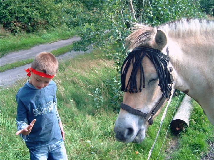 Fjordhest Bastian (KØBT) - Åhhhh. Blev du beskidt? billede 4