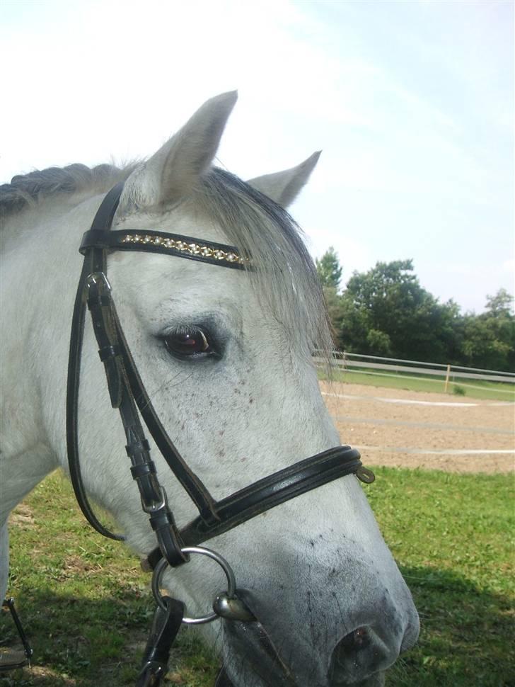 Welsh Mountain (sec A) "Mysse"  - ( 1 )8/8-09  Heeeej og velkommen til Mysse´s profil .. (: - wow han er FLOT her :O  billede 1