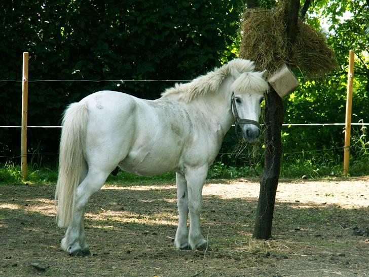 Welsh Mountain (sec A) kleinhans  *solgt* billede 1