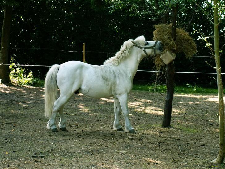 Welsh Mountain (sec A) kleinhans  *solgt* billede 2