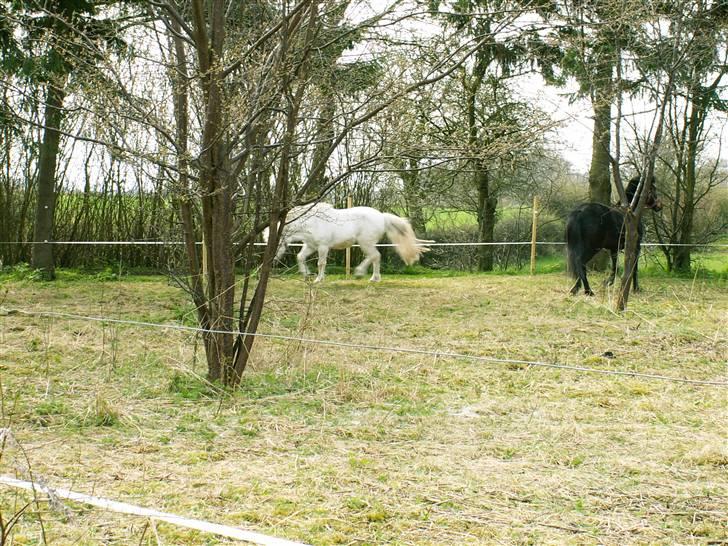 Welsh Mountain (sec A) kleinhans  *solgt* billede 4