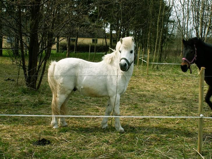 Welsh Mountain (sec A) kleinhans  *solgt* billede 6