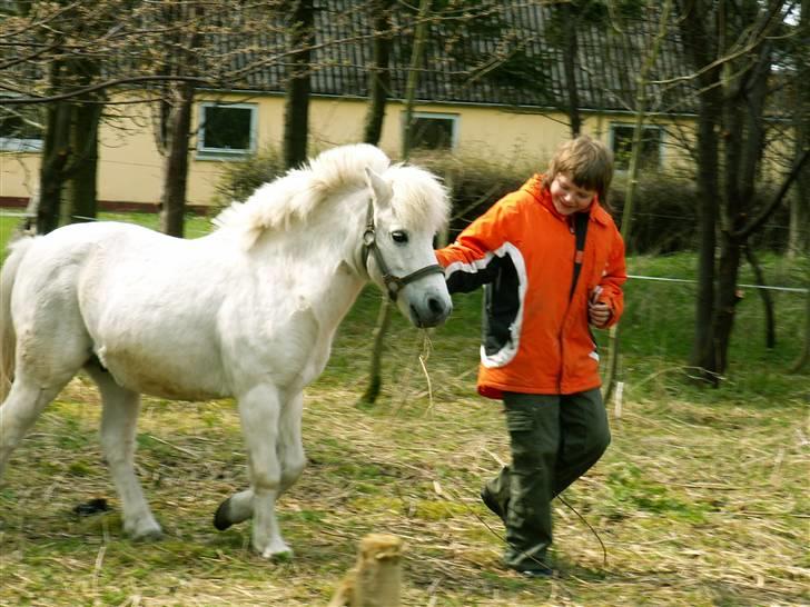 Welsh Mountain (sec A) kleinhans  *solgt* billede 7