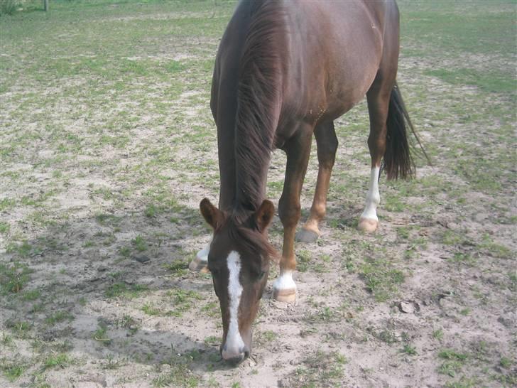 Anden særlig race Irish image SOLGT :'( billede 2