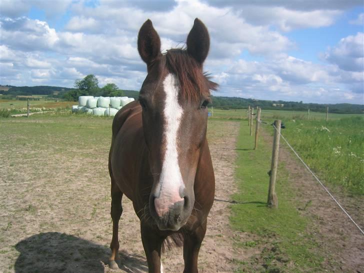 Anden særlig race Irish image SOLGT :'( - ><3<3<3 billede 3