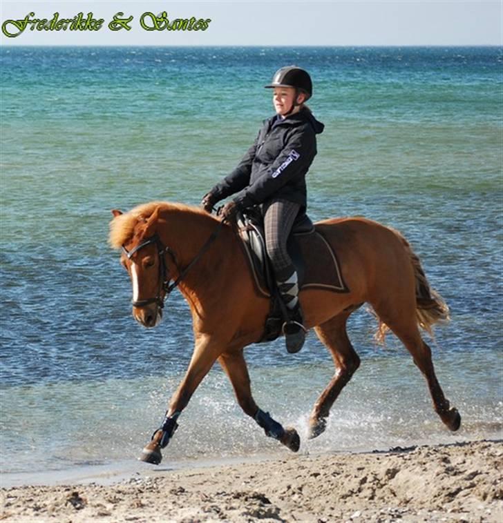 New Forest Santos - Fra strandturen med Amalie og Olaf <3 Foto: Clara (med mit kamera!) billede 3