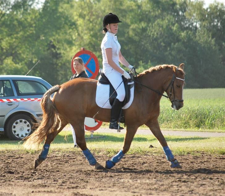 New Forest Santos - opvarmning til C-stævmet i NVR.  foto: clara (med mit kamera=)  ) D. 1. juni billede 4