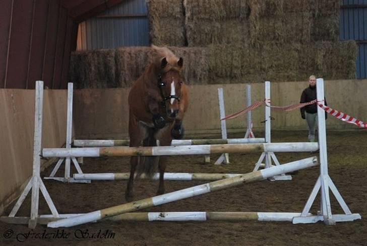 New Forest Santos - løsspriningning. foto: fs-foto billede 5