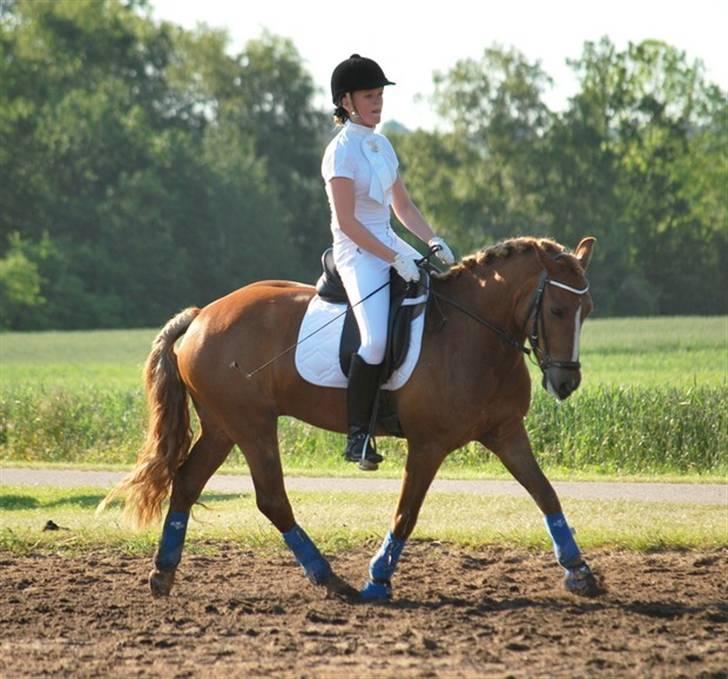 New Forest Santos - opvarmning til C-stævmet i NVRfoto: clara (med mit kamera=)  ) D. 1. juni billede 7