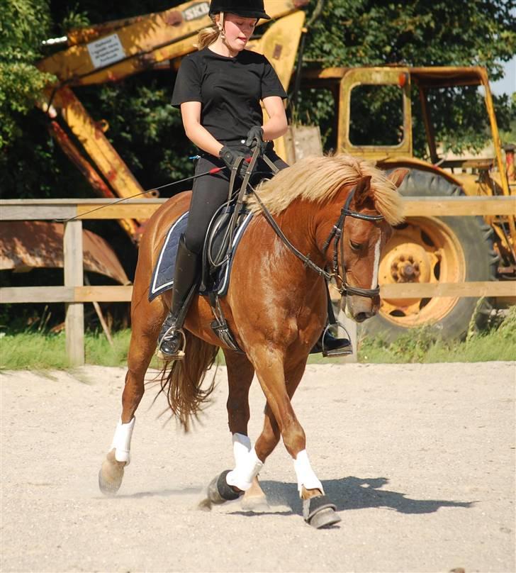 New Forest Santos - Travers, ferie hos Nanna d. 31/7. Foto: Nanna med mit kamera (: billede 11