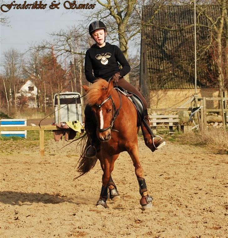 New Forest Santos - schenkelvigning, dressurtræning d. 4 april. foto: clara med mit kamera billede 12