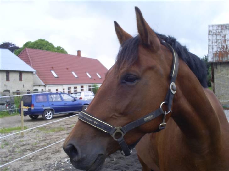 Oldenborg havgaards smukke sally(tidl. hest) billede 9