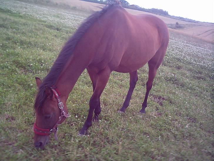 Quarter Olivia 25/9-08 - Velkommen til Olivia´s profil, giv en bedømmelse inden i smutter =) billede 1