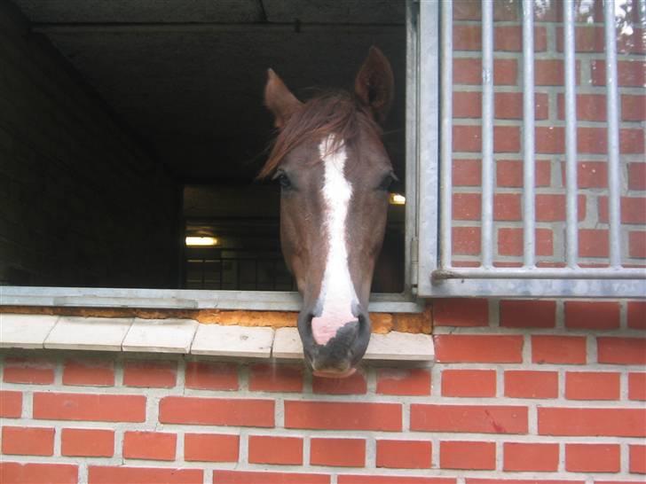 Anden særlig race Irish image SOLGT :'( billede 4