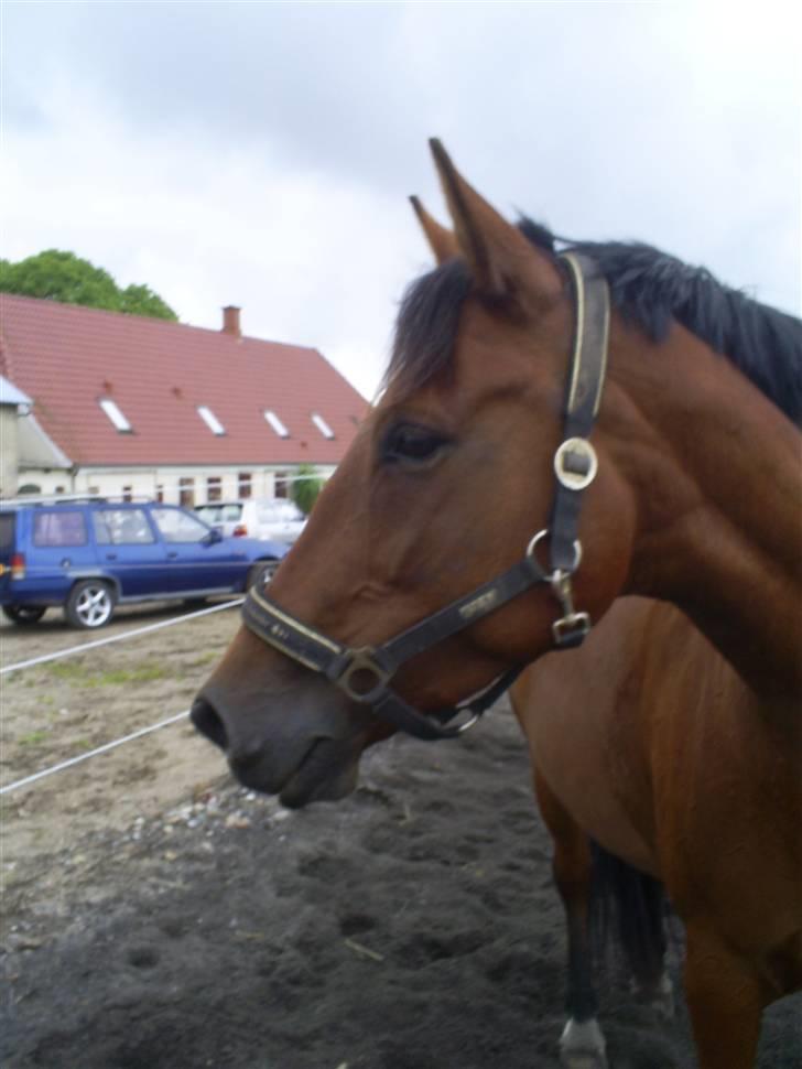 Oldenborg havgaards smukke sally(tidl. hest) billede 18