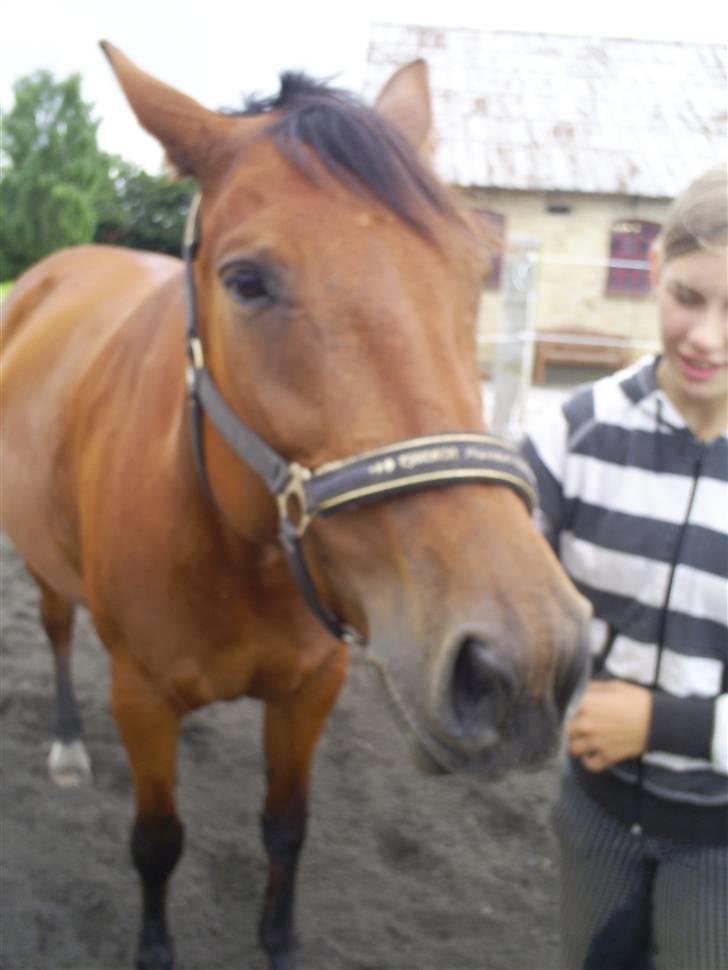 Oldenborg havgaards smukke sally(tidl. hest) billede 19