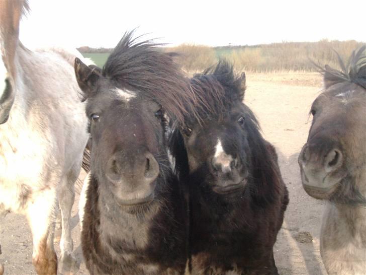 Shetlænder prins (solgt) billede 5