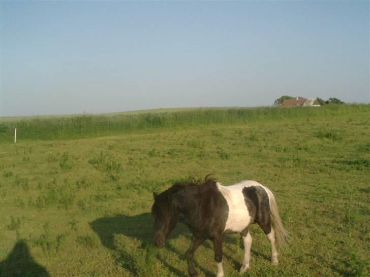 Shetlænder prins (solgt) billede 6