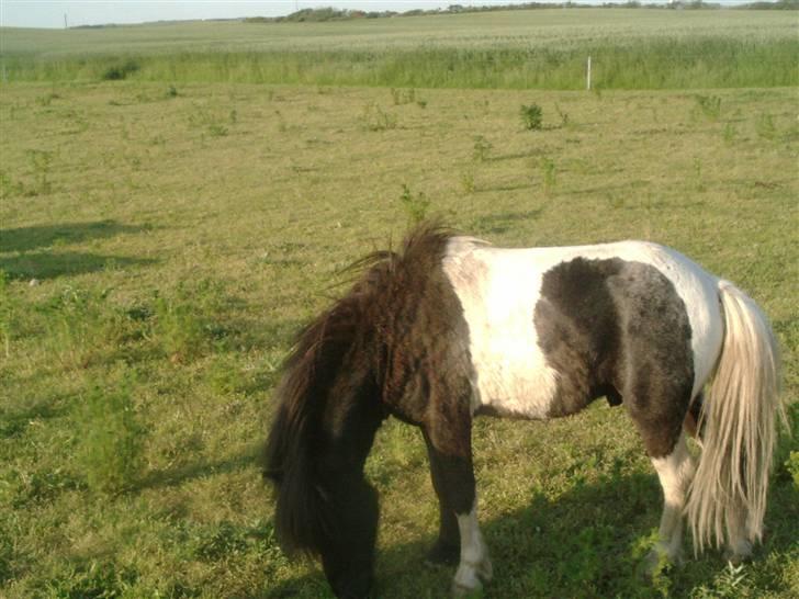 Shetlænder prins (solgt) billede 7