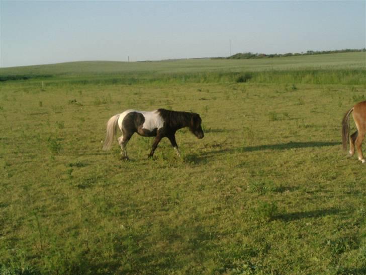 Shetlænder prins (solgt) billede 8