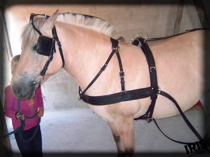 Fjordhest Iris - jeg skulle lige prøve min køresele   billede 10