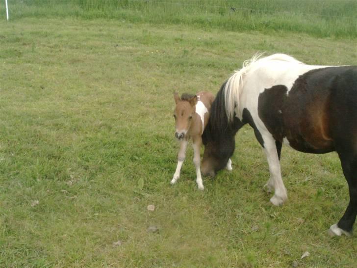 Shetlænder prins (solgt) billede 10
