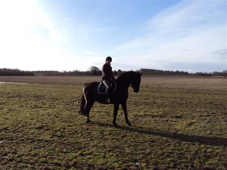 Dansk Varmblod baya - den 16 marts 2010. startet op igen efter 4 mdr. pause billede 1