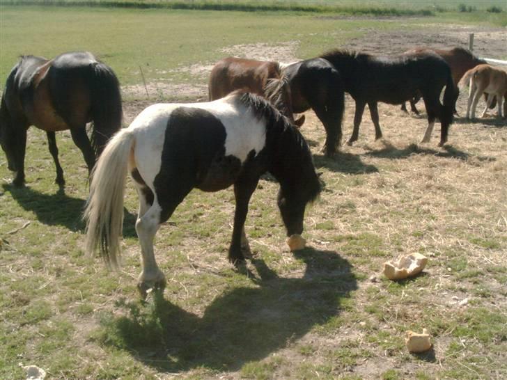 Shetlænder prins (solgt) billede 11