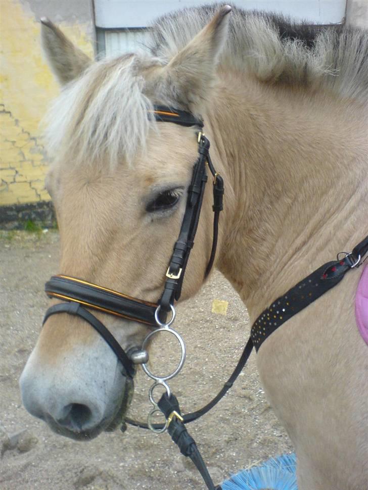 Fjordhest Iris - pas på!! ( taget med mobilen) billede 11