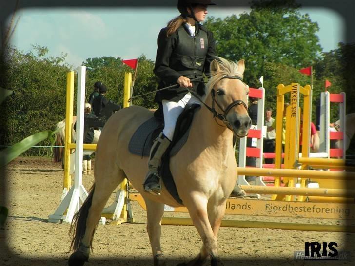 Fjordhest Iris - hej () billede 12