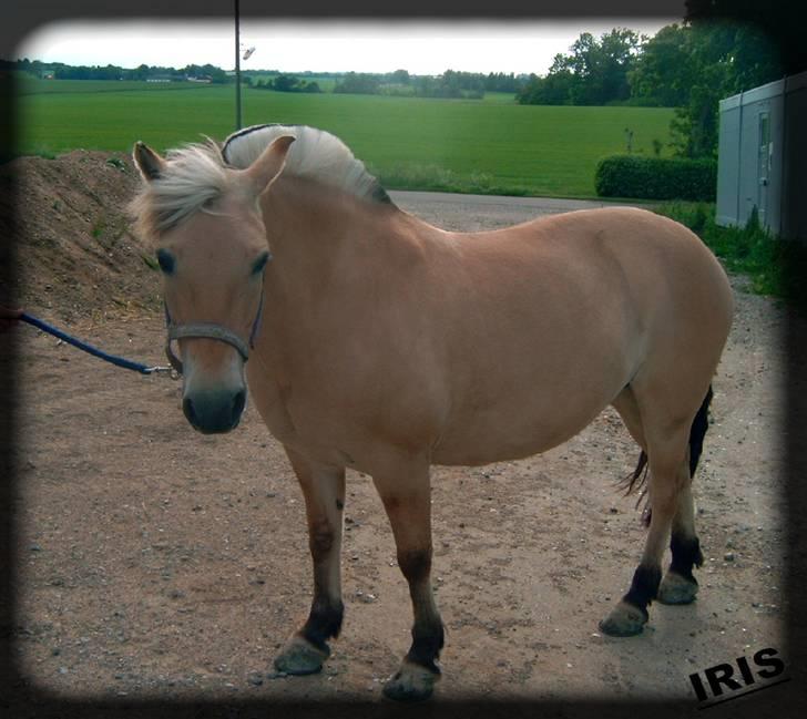 Fjordhest Iris billede 13