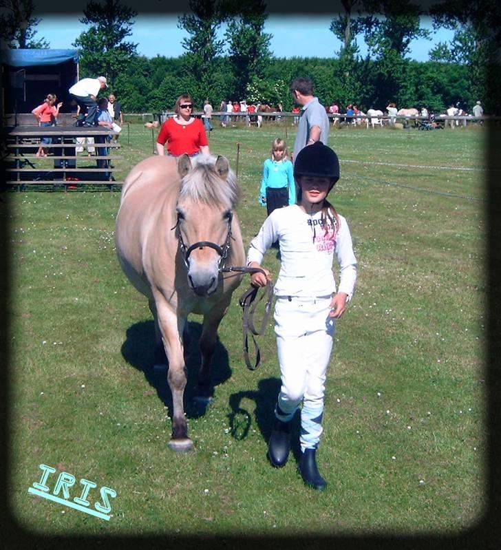 Fjordhest Iris - på fold billede 14