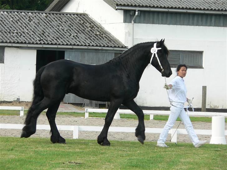 Frieser Meine vb Ster - Frieser kåring 14/7-07 billede 11