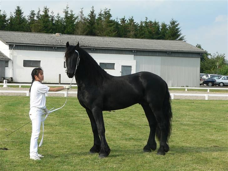 Frieser Meine vb Ster - Frieser kåring 14/7-07 billede 12