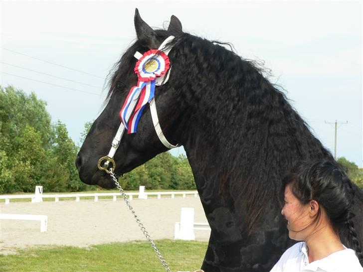 Frieser Meine vb Ster - Frieser kåring 14/7-07 billede 15