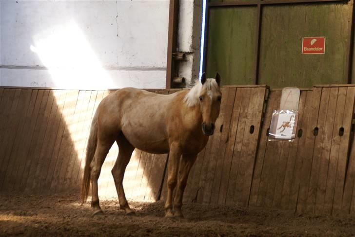 Palomino Klepholms Pegasos/Palle - kigger i på mig? billede 14