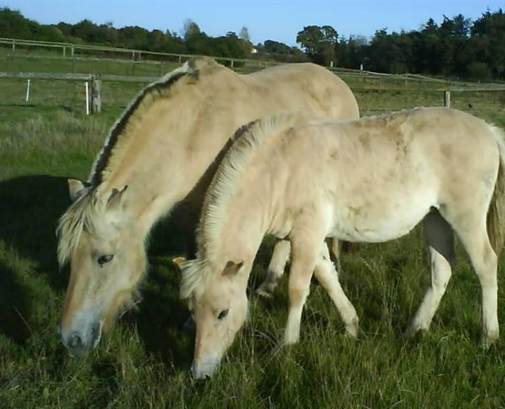 Fjordhest Ågerupgårds Kikki (SOLGT) billede 9