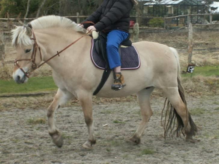 Fjordhest Ågerupgårds Kikki (SOLGT) billede 10