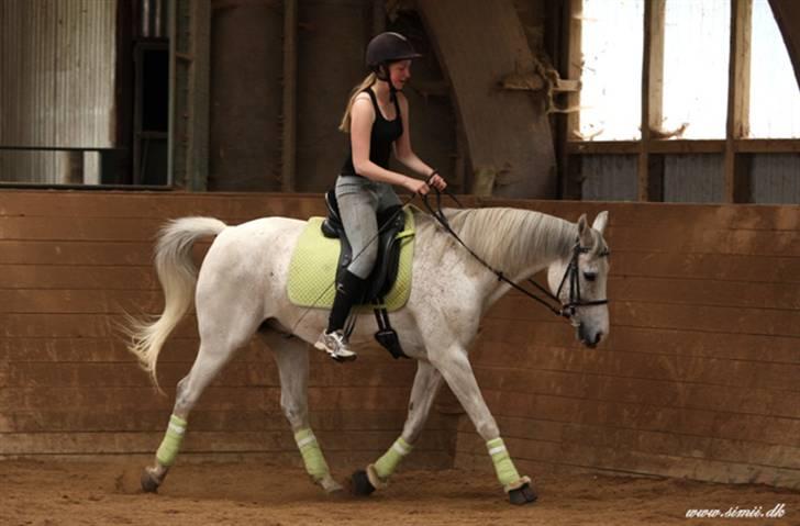 Shagya Araber (SH) *Cashew* - Dressur - Lænd op, ryg op, fremme til bid, foran lod. TAKTFAST
- Taget af Cecilie billede 4