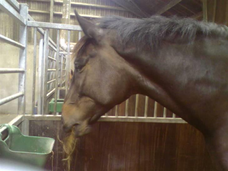 Dansk Varmblod Cleveland H - R.I.P. - Kiwi er blevet sulten billede 12