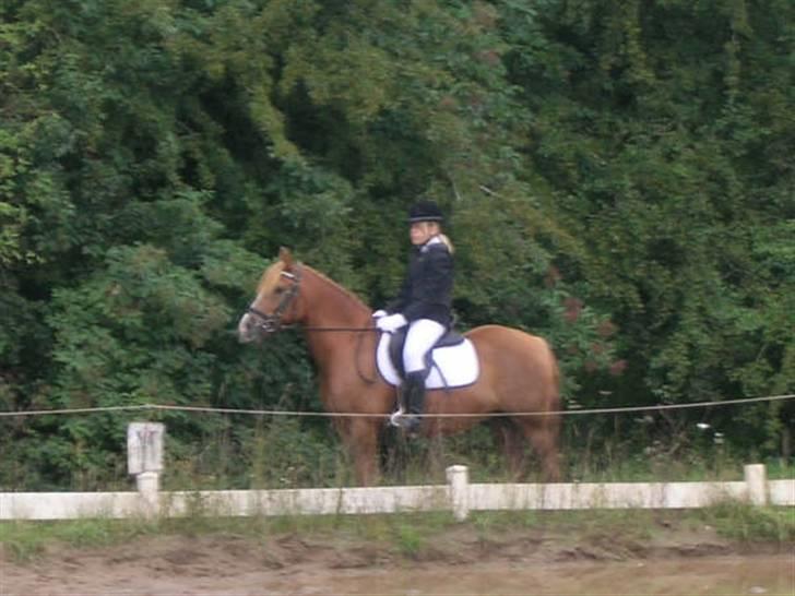 Anden særlig race Speedy *SOLGT* billede 15