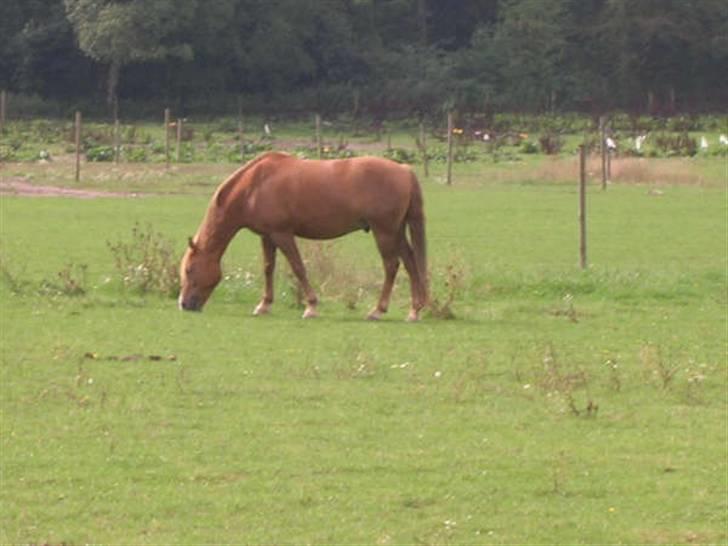 Anden særlig race Speedy *SOLGT* billede 16