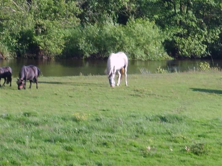 Pinto Freja (solgt) - Her er min fold, som jeg elsker at gå og spise græs på. billede 8