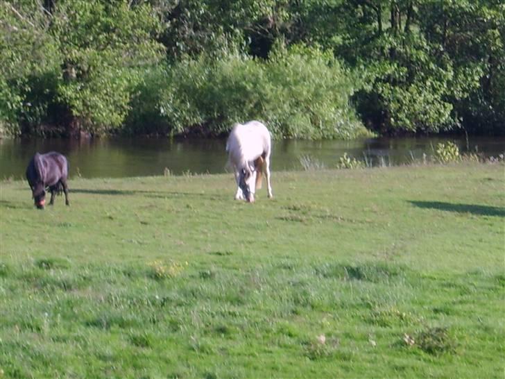 Pinto Freja (solgt) - Her er min fold. billede 9