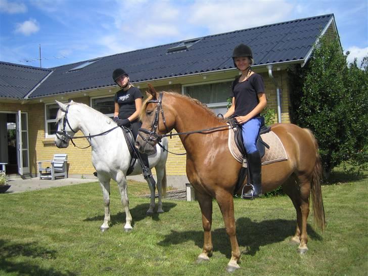 Anden særlig race Speedy *SOLGT* billede 19