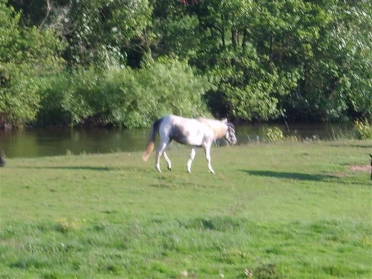 Pinto Freja (solgt) - min flotte skridt. billede 10
