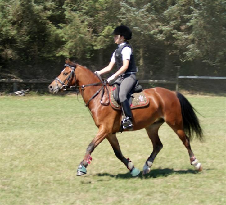 Welsh Pony af Cob-type (sec C) Wildzangs Royal Bravour<3 - Igen landstrænerkursus på FRK thihi fuldfart    *taget af katrine bjørklund med las vegas* billede 6