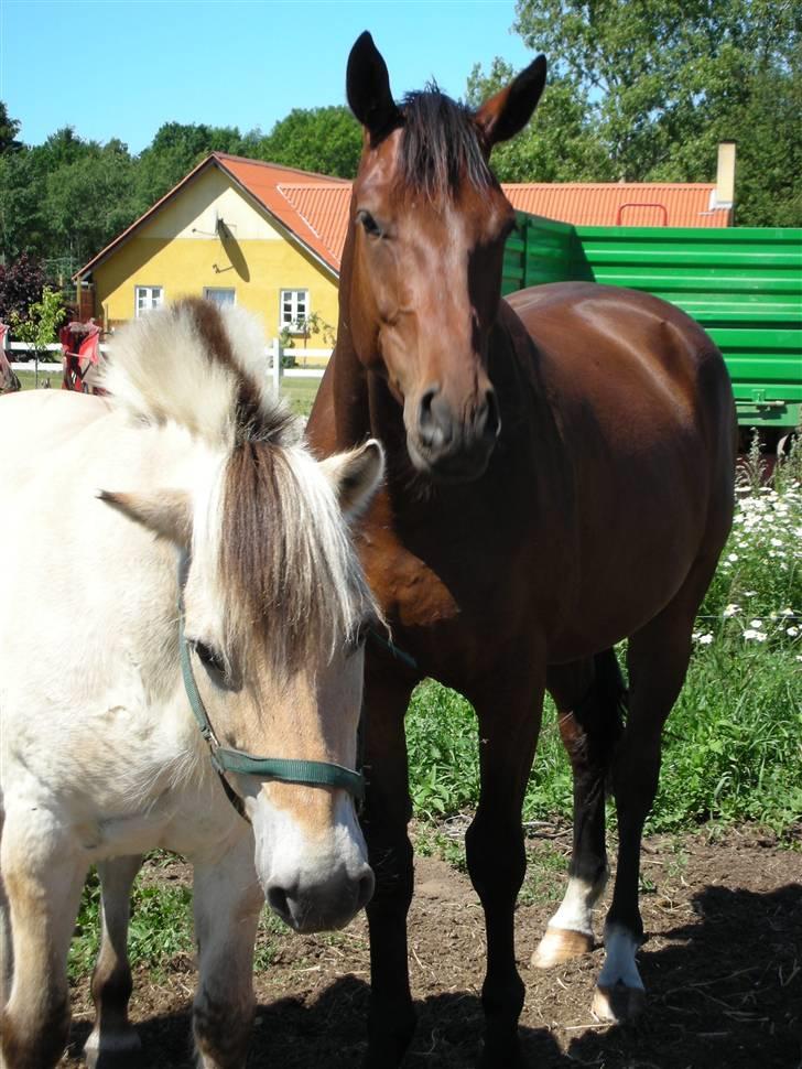 Oldenborg Toploader - Toploader og hans bedste ven :D billede 2