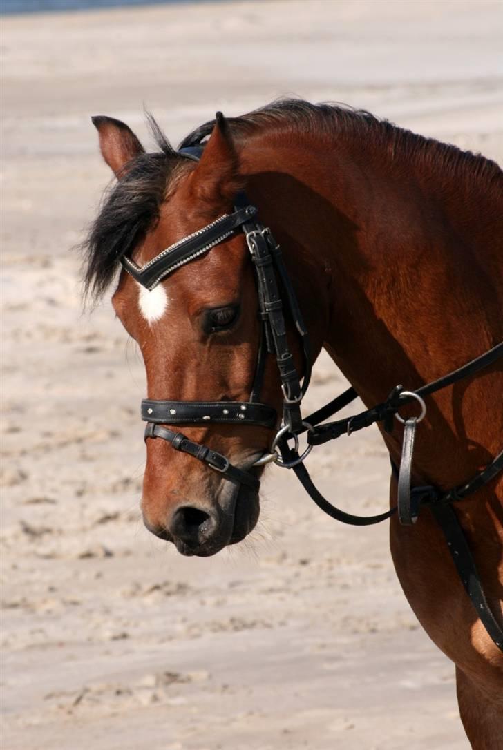 Welsh Pony af Cob-type (sec C) Wildzangs Royal Bravour<3 - strandtur :D <33 billede 7